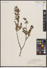 Foto von Salix boganidensis Trautv.